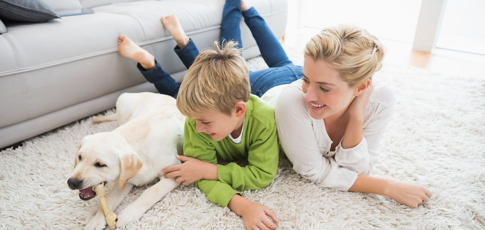 Contact Us Email Dalmatian Carpet Cleaning Bend Oregon