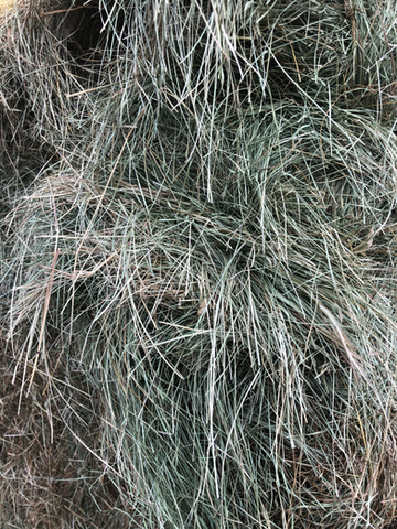 Meadow Grass Hay Jacob Hay Sales
