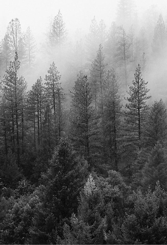 Sean Downes Psychotherapy Bend, Oregon (8)_edited.png