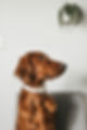 camylla-battani-zSCoQkrLMOE-unsplash.jpg