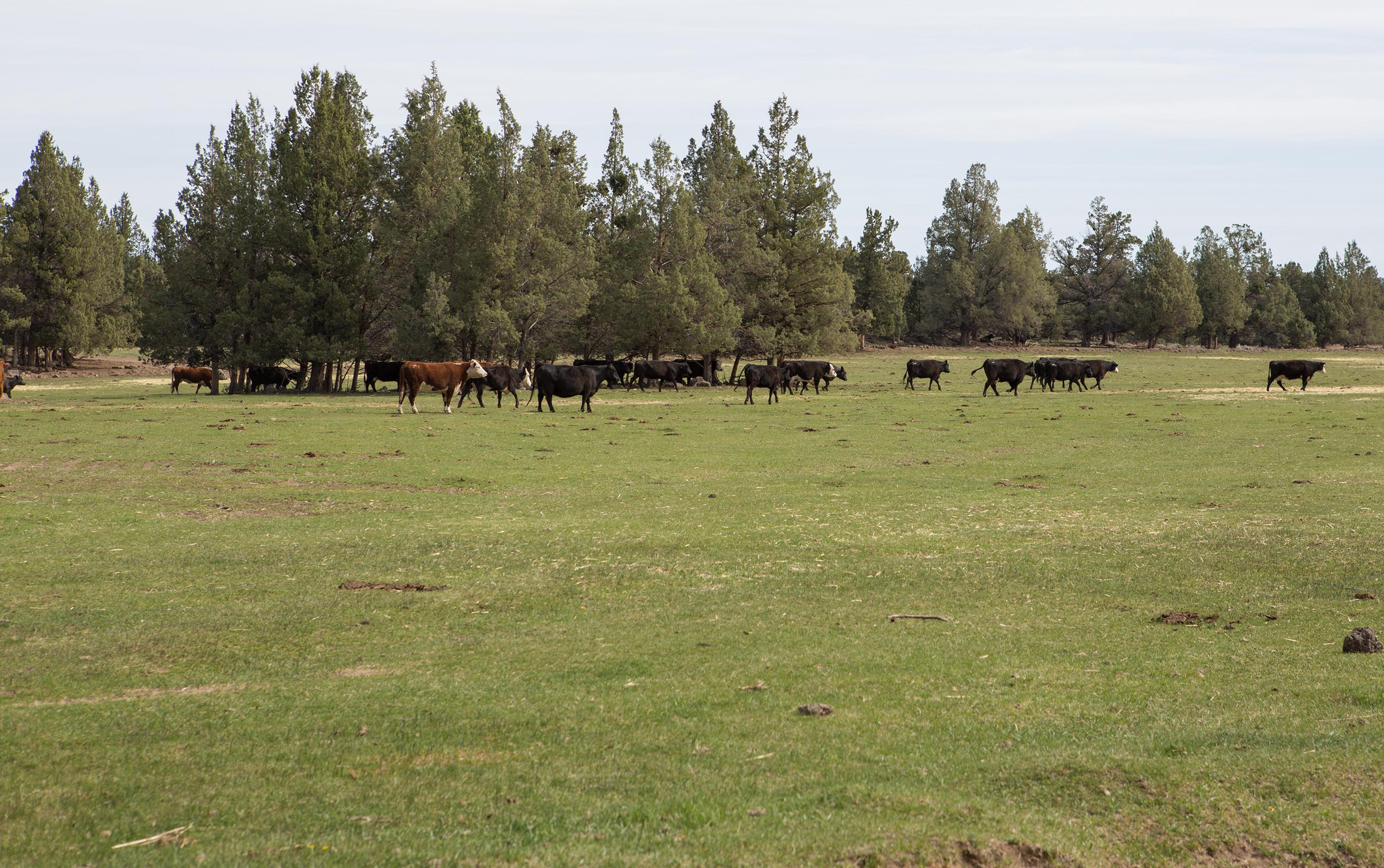 Our Products at Larkin Valley Ranch in Redmond, Oregon