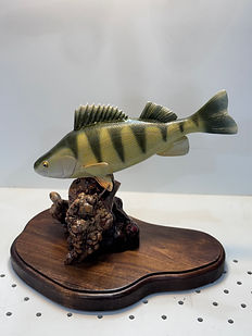 Yellow Perch.jpeg