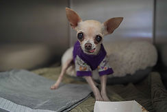 oldchihuahua.jpg