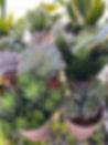 Plants.jpeg
