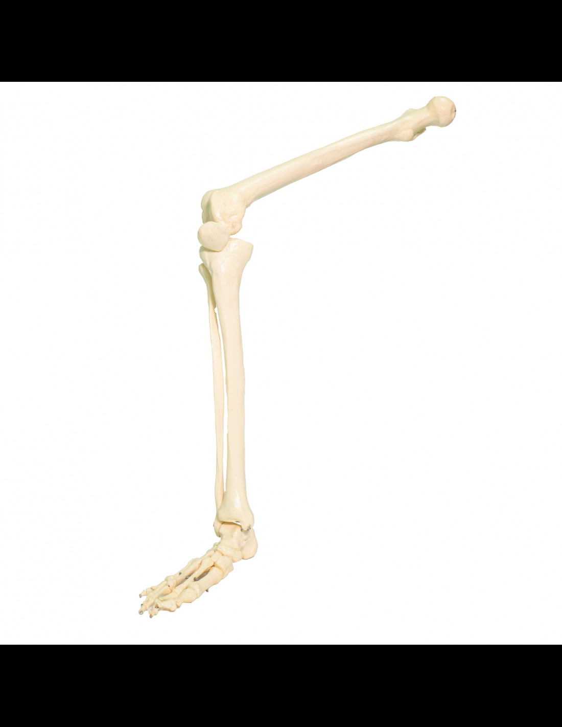 人體模型-大腿骨模型