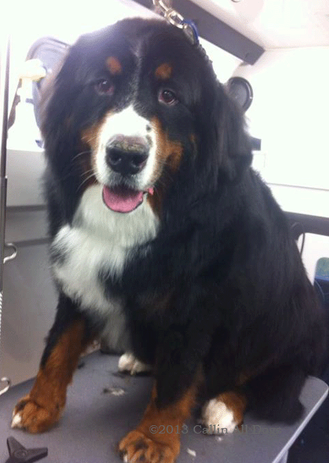 Guiness, Bernese