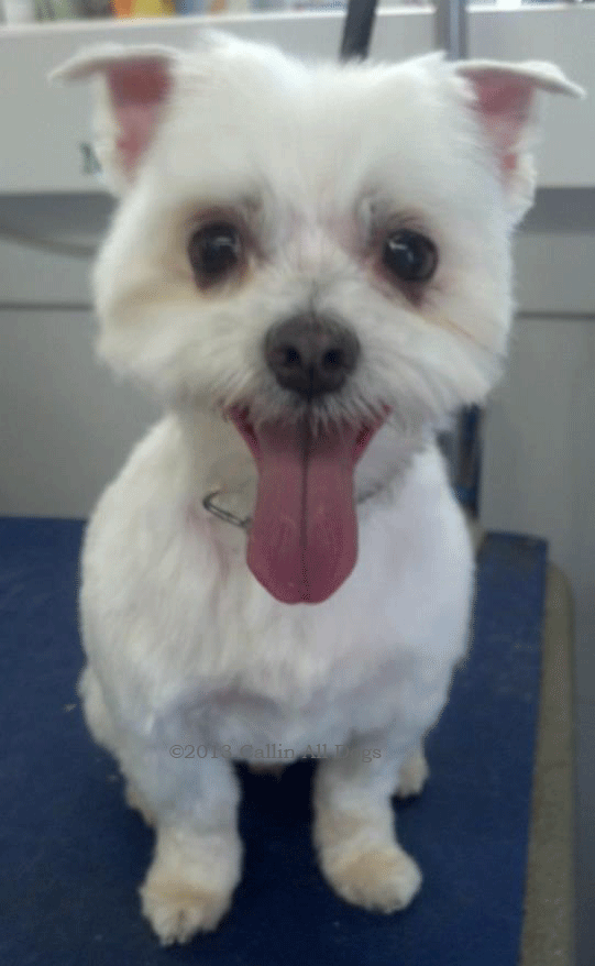 Alvin, Maltese