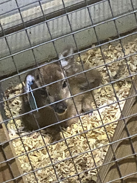 fawn insurance