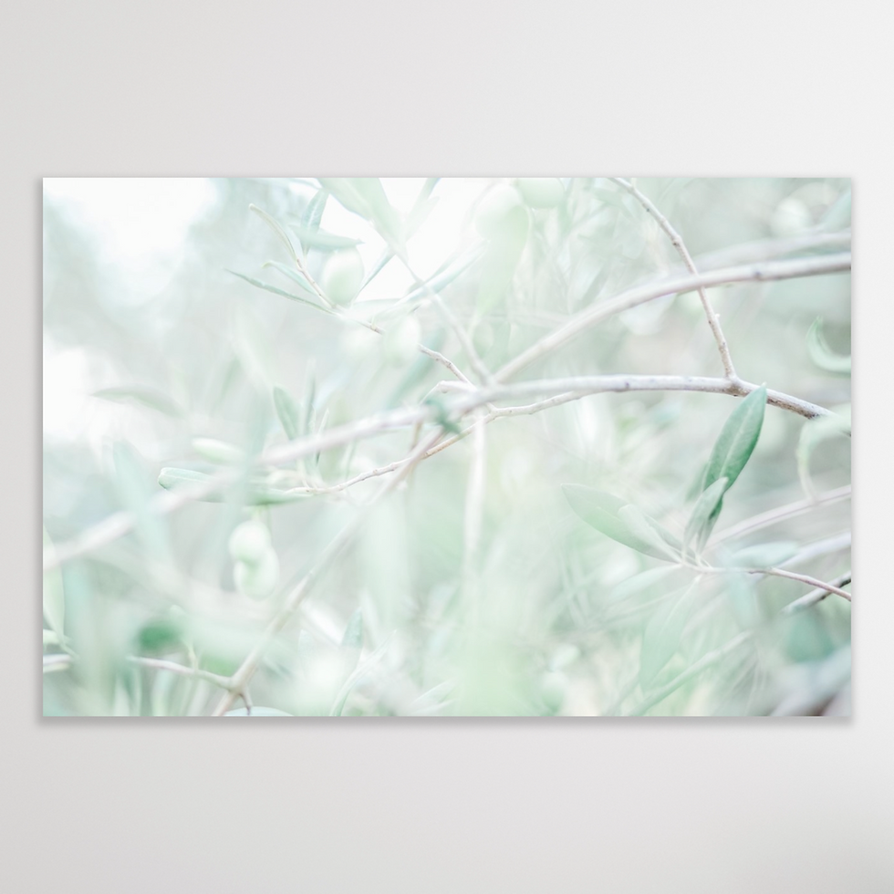 NATURE | Olive Branch | The Poetry Of Nature Series