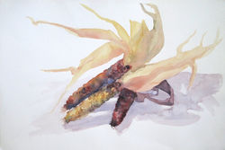 Corn Husks