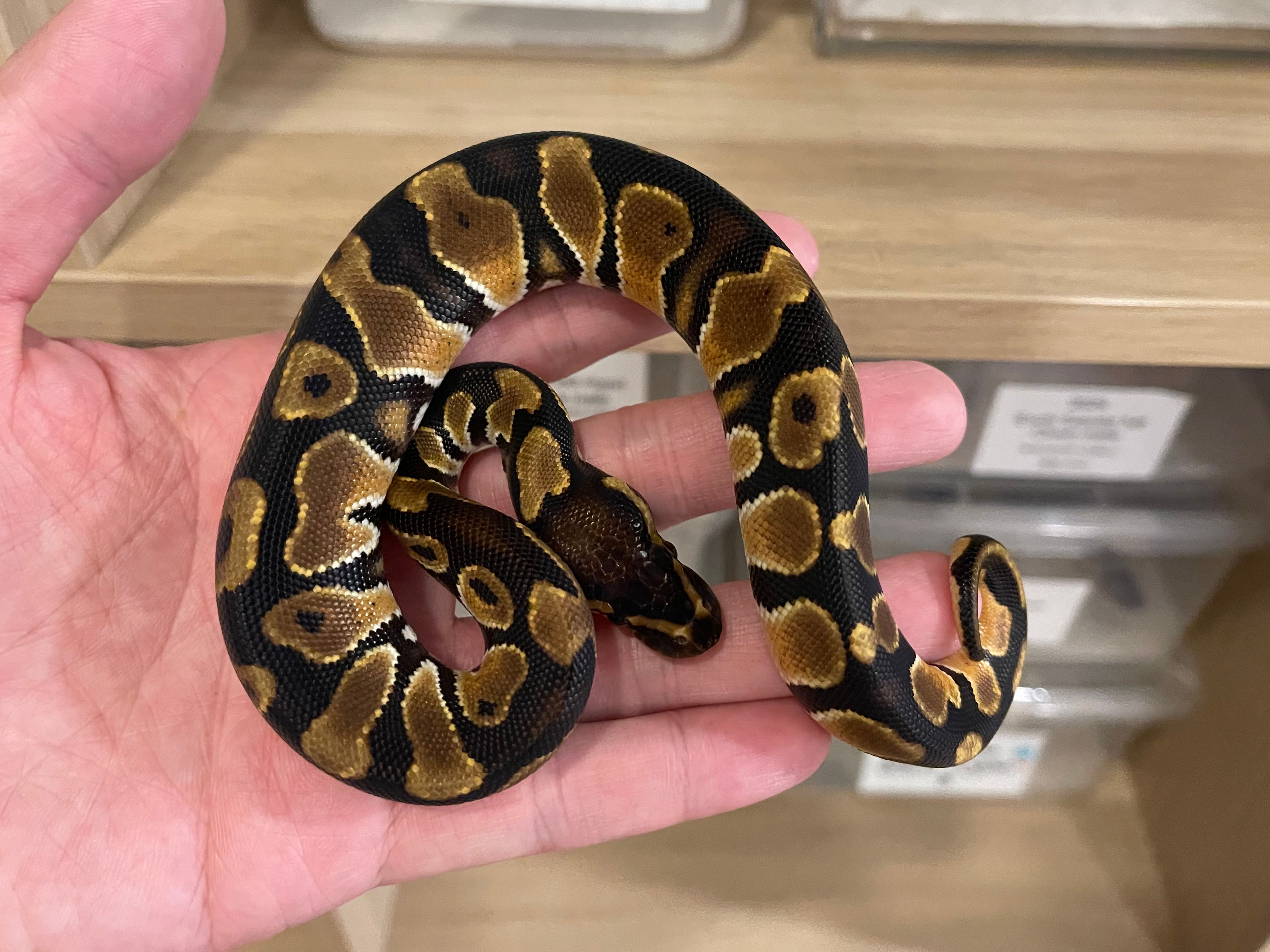 2025 OD Arroyo 66% DH Clown Pied male