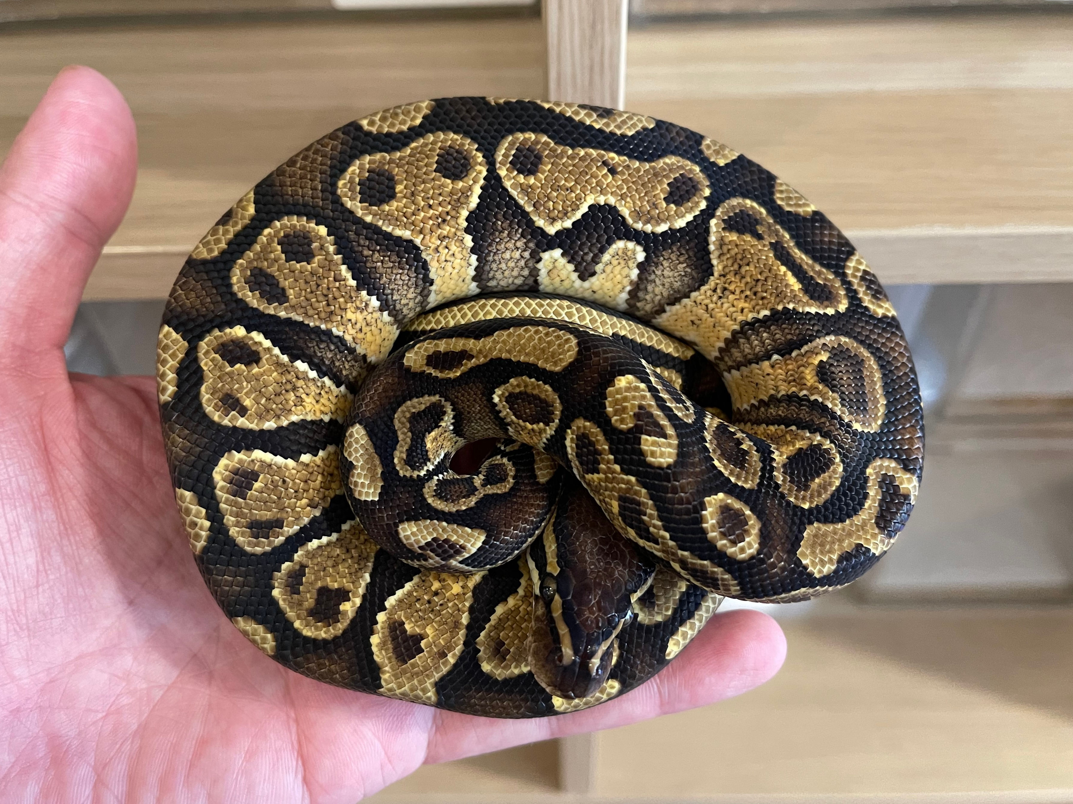 2024 Hurricane OD YB 50% het Pied male