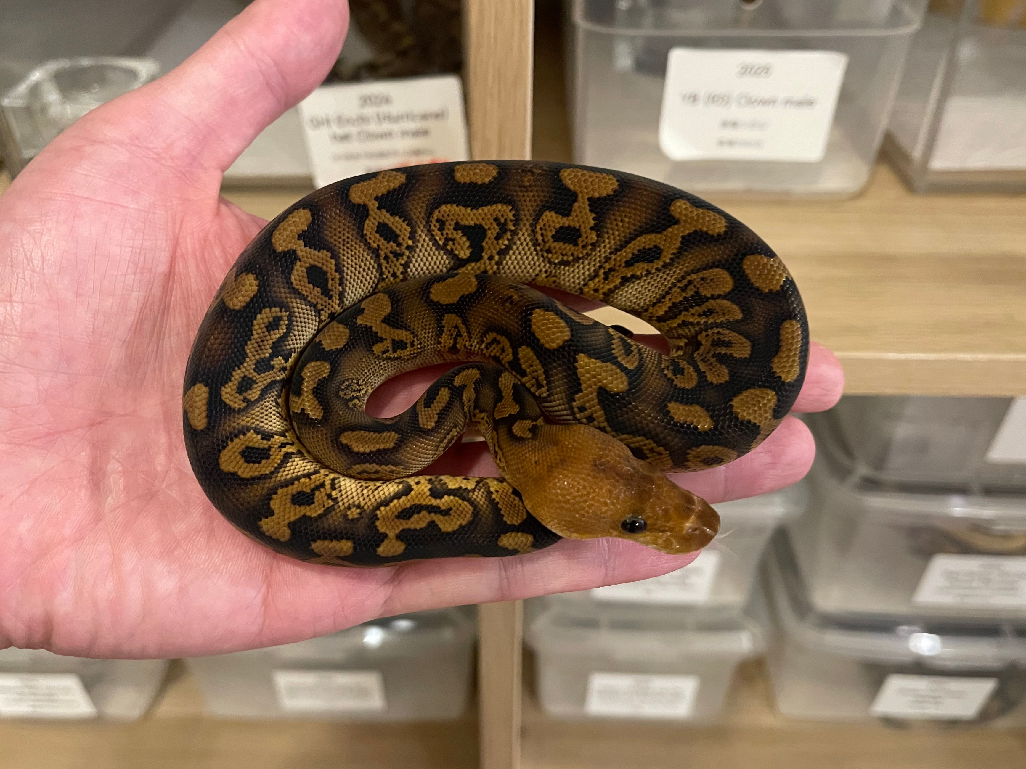 2025 Mahogany Huffman Clown female