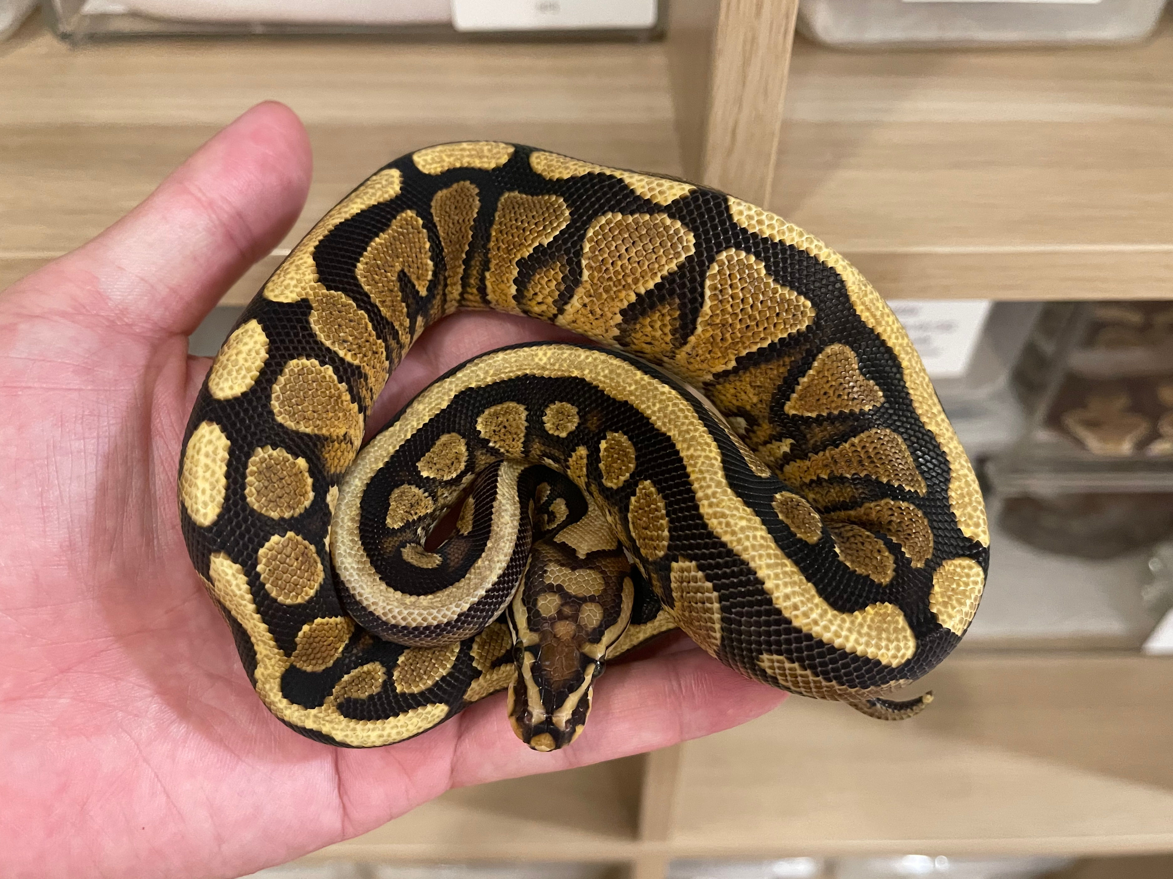 2024 Spotnose YB Arroyo 66% het Clown male