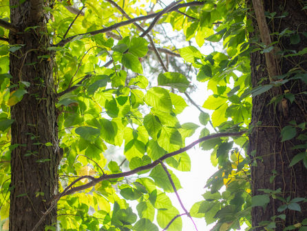 Renewal (Day 5 of 7): Our Community Canopy