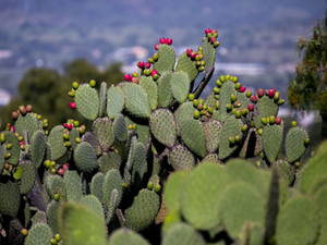 EL NOPAL: DE MÉXICO PARA EL MUNDO