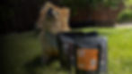 Fluffy dog sitting on green grass next to organic dog treat packages, with promotional text highlighting natural, Danish-inspired pet products from Doganic.