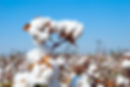 Branch of ripe cotton on the cotton fiel