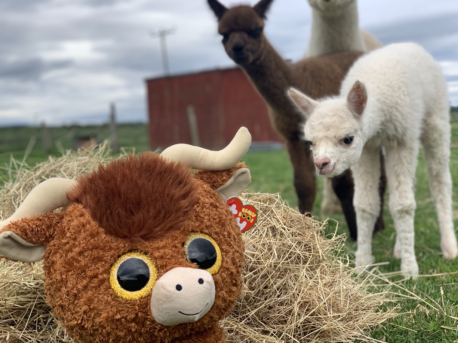 Alpaca For Sale Nc