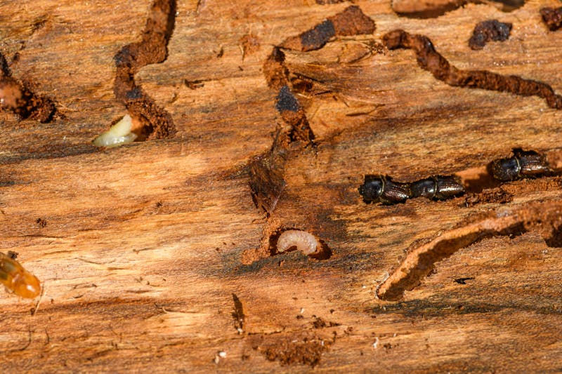 Termite Barrier