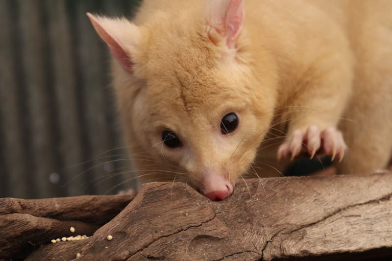 Possum Removal