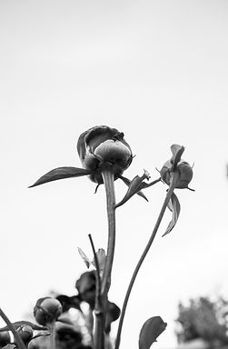 Tall peony flower rising above in black and white
