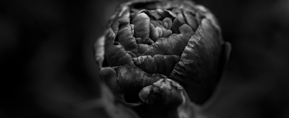 Peony flower in black and white representing Peony Counseling, Spokane Therapist