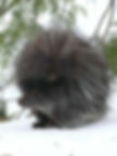 Porcupine