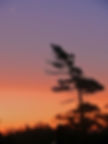 Lone Pine at Sunrise