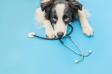 ART-Dog with stethoscope.jpeg
