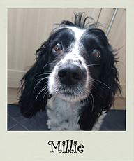Millie.png