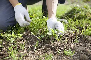 Weeding.jpeg