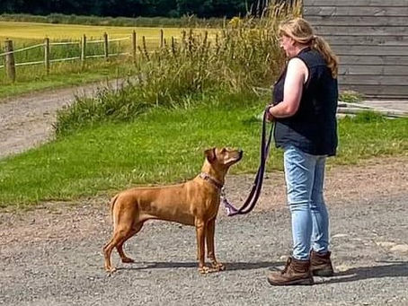 Rhodesian Ridgeback engaging with handler