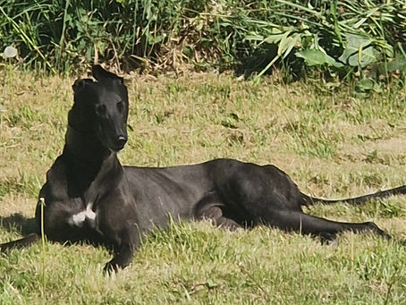 a black retired greyhound, lazing in the garden enjoying the sun