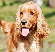 Cocker, Cavalier, Caniche moyen, Spitz moyen