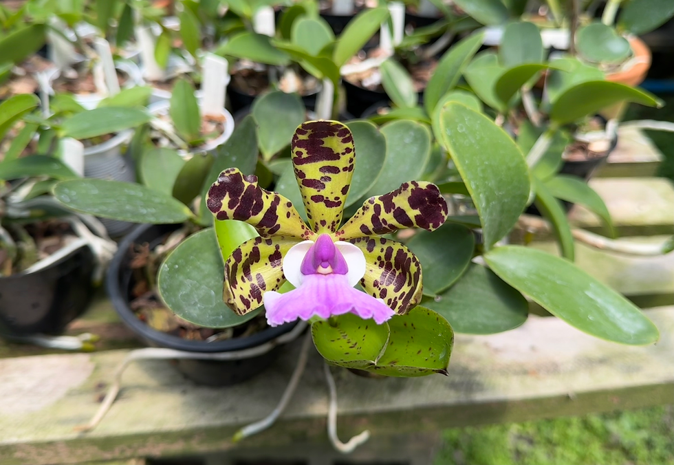Cattleya aclandiae f. coerulea ‘ARLEQUINA’ (Corte).