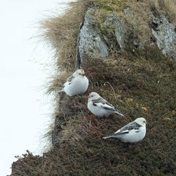 Sparrows of the Arctic: A Journey to Berlevåg, Norway.