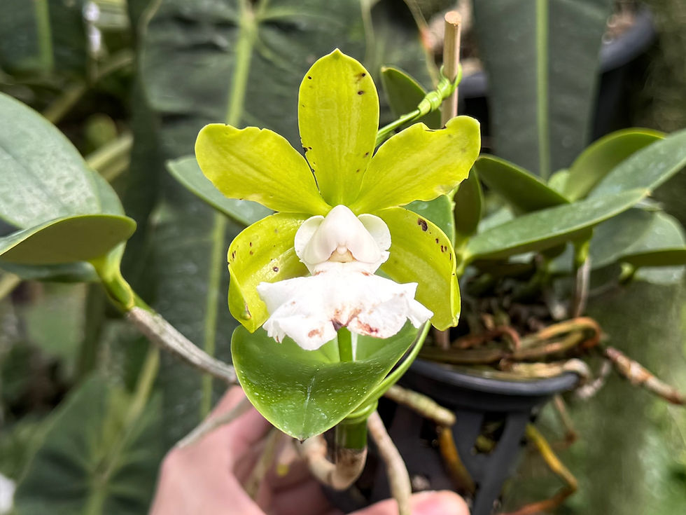 Cattleya aclandiae f. alba (CORTE - 5 pseudobulbos).
