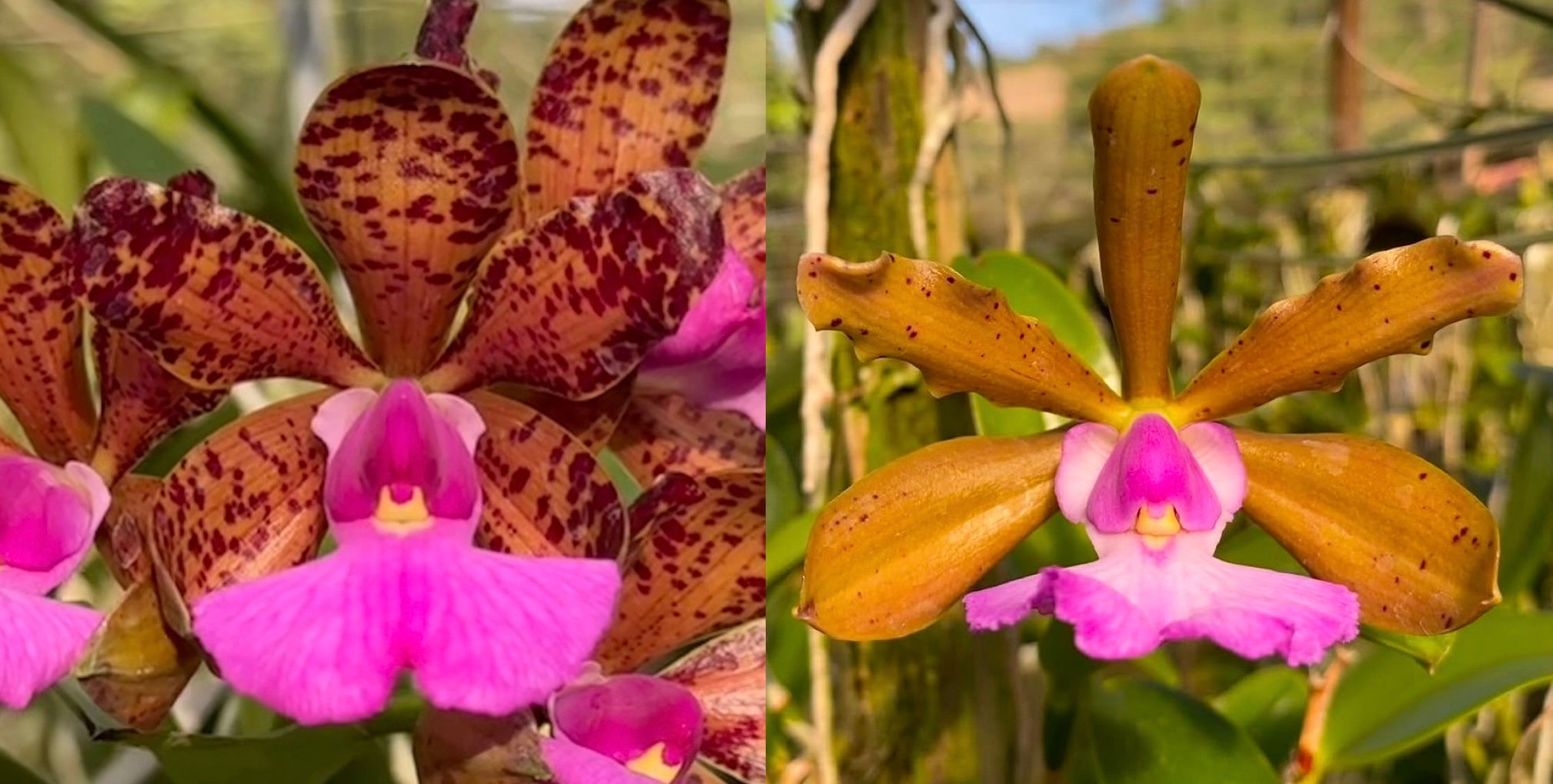 FRASCO - Cattleya aclandiae ‘Gaia’ x Cattleya aclandiae ‘Tenebrosa’.
