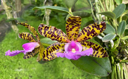 C. aclandiae Solar.jpg