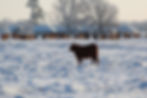 Broseco Ranch