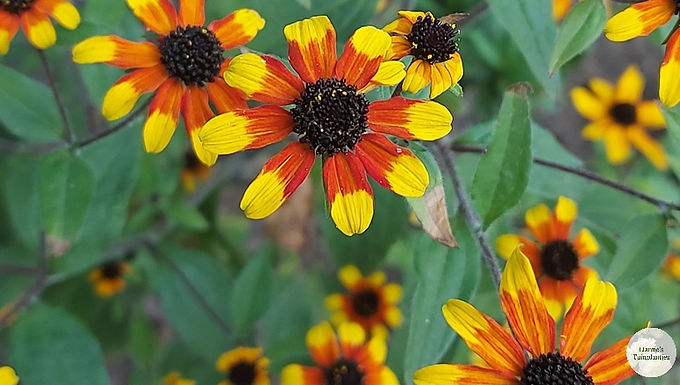Rudbeckia Prairie Glow