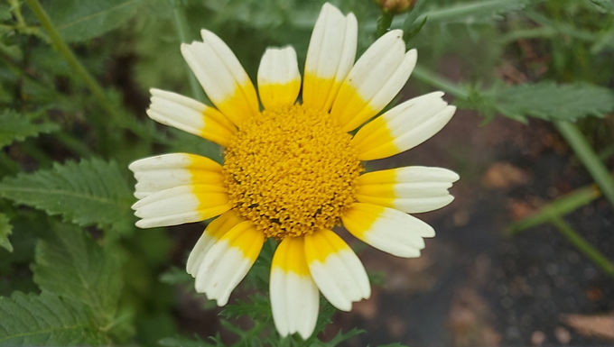 Gekroonde ganzenbloem