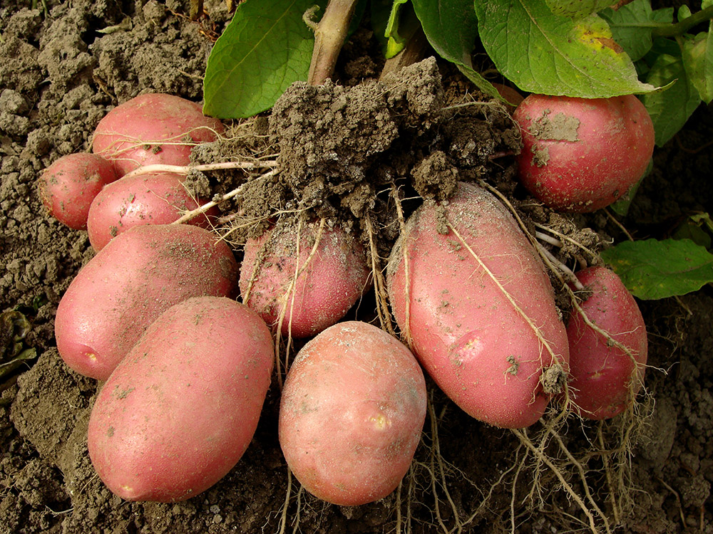 Red Potatoes