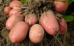 Potatoes and Roots