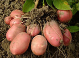 Garden Vocabulary