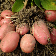 Sweet Potato