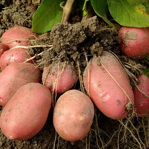From Seed to Spud: Your Guide to Homegrown Potatoes