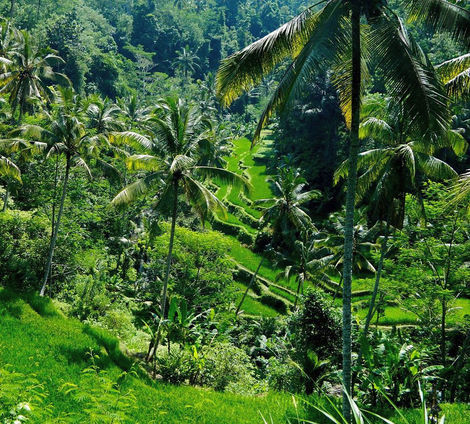 Ubud, Indonesia (2016)