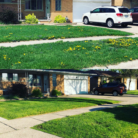 Lawn Weed Control